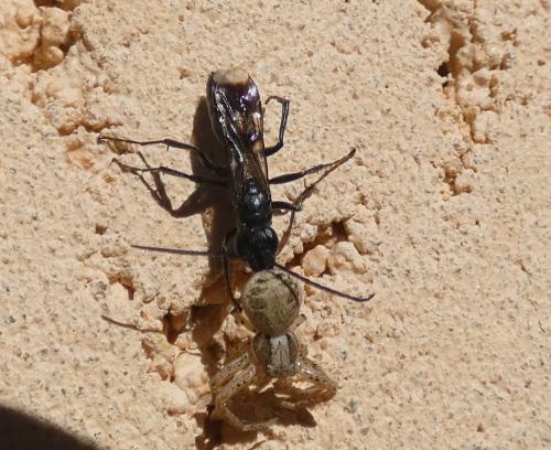 Réf. 294 000 : Dipogon sp.